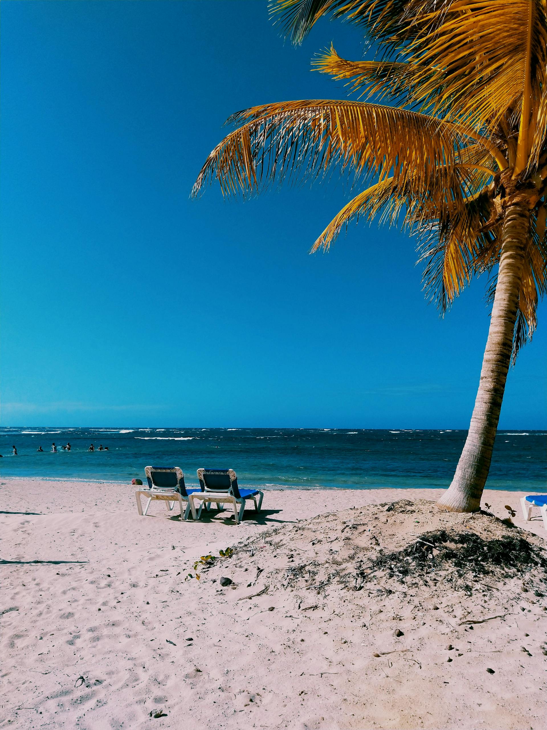Idyllic Puerto Plata beach scene with coconut trees and clear blue waters.